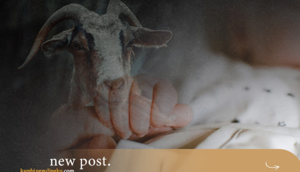 Hukum-dan-Ketentuan-Aqiqah-dalam-Islam