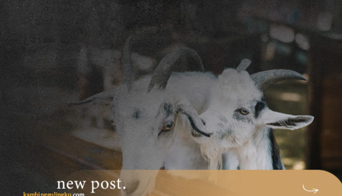 jasa-aqiqah-jabdoetabek