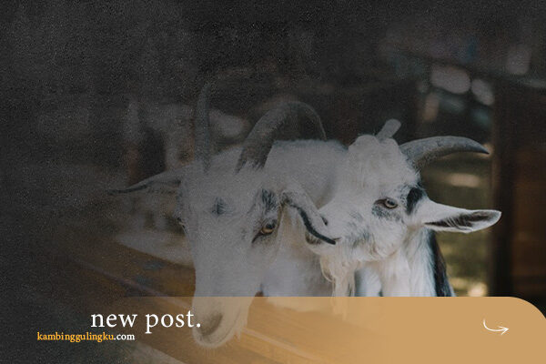 jasa-aqiqah-jabdoetabek